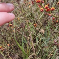 Daviesia genistifolia at Bungendore, NSW - 21 Sep 2022