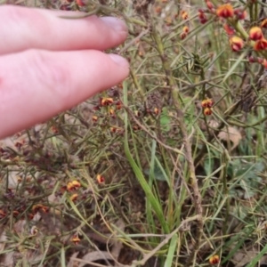 Daviesia genistifolia at Bungendore, NSW - 21 Sep 2022