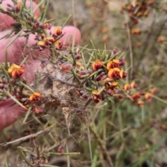 Daviesia genistifolia at Bungendore, NSW - 21 Sep 2022