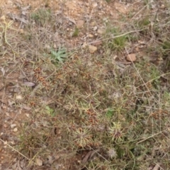 Daviesia genistifolia at Bungendore, NSW - 21 Sep 2022