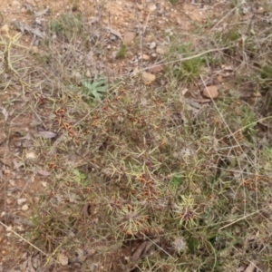Daviesia genistifolia at Bungendore, NSW - 21 Sep 2022