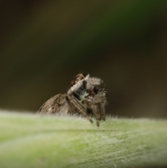 Hypoblemum scutulatum (A jumping spider) at Murrumbateman, NSW - 21 Sep 2022 by amiessmacro