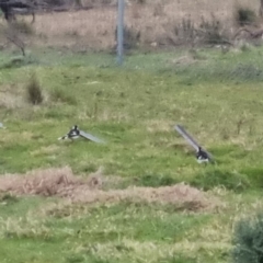 Grallina cyanoleuca (Magpie-lark) at Bungendore, NSW - 21 Sep 2022 by clarehoneydove