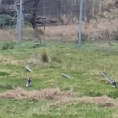 Grallina cyanoleuca at Bungendore, NSW - 21 Sep 2022