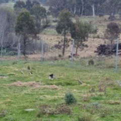 Grallina cyanoleuca at Bungendore, NSW - 21 Sep 2022