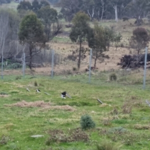 Grallina cyanoleuca at Bungendore, NSW - 21 Sep 2022