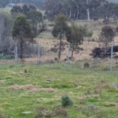 Grallina cyanoleuca at Bungendore, NSW - 21 Sep 2022