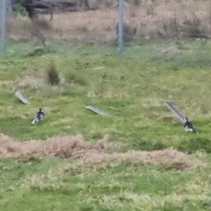 Grallina cyanoleuca at Bungendore, NSW - 21 Sep 2022