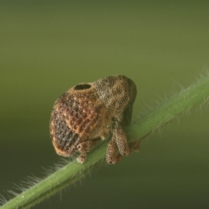 Cryptoplini sp. (tribe) at Murrumbateman, NSW - 21 Sep 2022