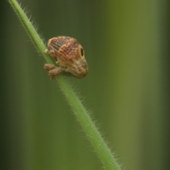 Cryptoplini sp. (tribe) at Murrumbateman, NSW - 21 Sep 2022