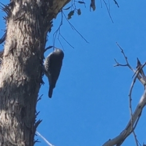 Cormobates leucophaea at Bungendore, NSW - suppressed