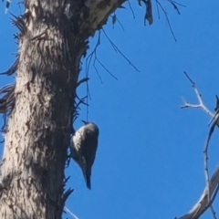 Cormobates leucophaea at Bungendore, NSW - suppressed