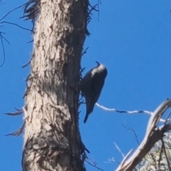 Cormobates leucophaea at Bungendore, NSW - suppressed