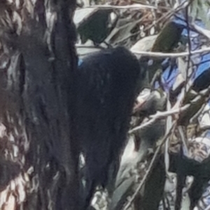 Cormobates leucophaea at Bungendore, NSW - suppressed