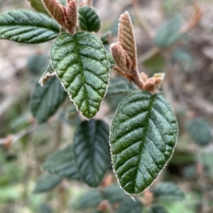 Pomaderris betulina at Googong, NSW - 21 Sep 2022