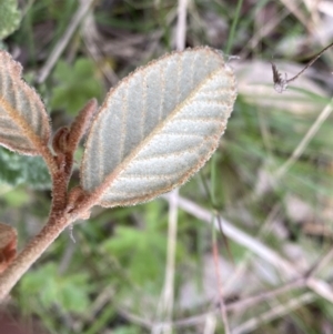 Pomaderris betulina at Googong, NSW - 21 Sep 2022