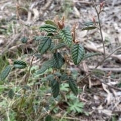 Pomaderris betulina at Googong, NSW - 21 Sep 2022