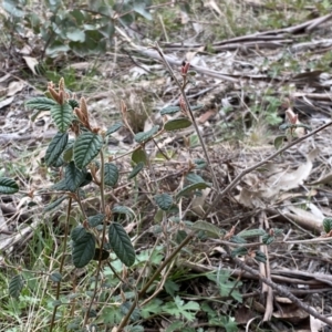 Pomaderris betulina at Googong, NSW - 21 Sep 2022