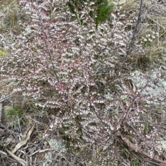 Styphelia fletcheri subsp. brevisepala at Googong, NSW - 21 Sep 2022