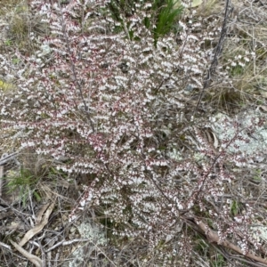 Leucopogon fletcheri subsp. brevisepalus at Googong, NSW - 21 Sep 2022