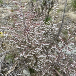 Leucopogon fletcheri subsp. brevisepalus at Googong, NSW - 21 Sep 2022
