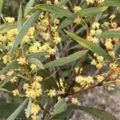 Acacia rubida (Red-stemmed Wattle, Red-leaved Wattle) at Googong, NSW - 21 Sep 2022 by SteveBorkowskis