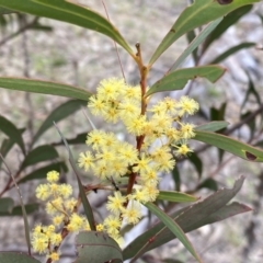 Acacia rubida at Googong, NSW - 21 Sep 2022