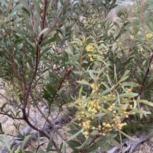 Acacia rubida at Googong, NSW - 21 Sep 2022