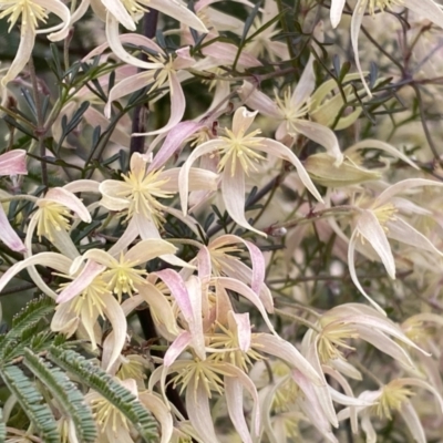 Clematis leptophylla (Small-leaf Clematis, Old Man's Beard) at Googong, NSW - 21 Sep 2022 by SteveBorkowskis