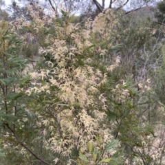 Clematis leptophylla at Googong, NSW - 21 Sep 2022