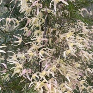 Clematis leptophylla at Googong, NSW - 21 Sep 2022