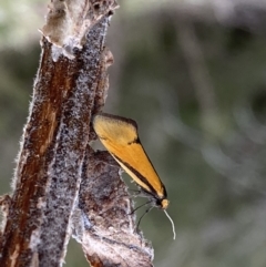 Philobota undescribed species near arabella (A concealer moth) at QPRC LGA - 21 Sep 2022 by Steve_Bok