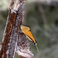 Philobota undescribed species near arabella (A concealer moth) at Googong, NSW - 21 Sep 2022 by Steve_Bok