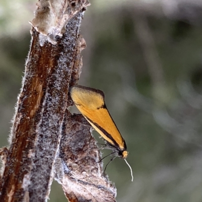 Philobota undescribed species near arabella (A concealer moth) at QPRC LGA - 21 Sep 2022 by Steve_Bok