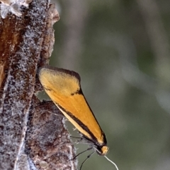 Philobota undescribed species near arabella at Googong, NSW - 21 Sep 2022