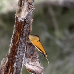 Philobota undescribed species near arabella at Googong, NSW - 21 Sep 2022