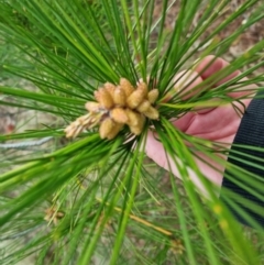 Pinus pinaster (Cluster Pine) at QPRC LGA - 18 Sep 2022 by clarehoneydove