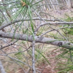 Pinus pinaster at Bungendore, NSW - 18 Sep 2022 03:56 PM