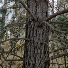 Pinus pinaster at Bungendore, NSW - 18 Sep 2022 03:56 PM