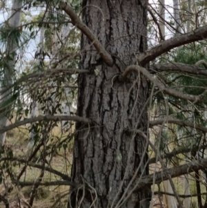 Pinus pinaster at Bungendore, NSW - 18 Sep 2022 03:56 PM