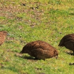 Synoicus ypsilophorus (Brown Quail) at Adventure Bay, TAS - 19 Sep 2022 by Rixon