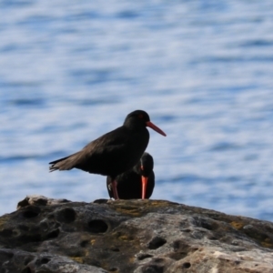 Haematopus fuliginosus at Adventure Bay, TAS - 19 Sep 2022