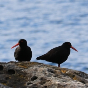 Haematopus fuliginosus at Adventure Bay, TAS - 19 Sep 2022