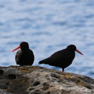 Haematopus fuliginosus at Adventure Bay, TAS - suppressed