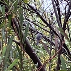 Petroica rosea (Rose Robin) at Curtin, ACT - 21 Sep 2022 by RAllen