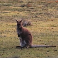 Notamacropus rufogriseus (Red-necked Wallaby) at Adventure Bay, TAS - 19 Sep 2022 by Rixon