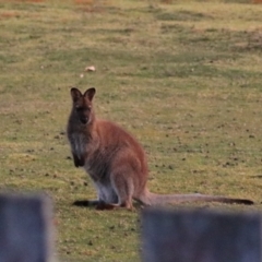 Notamacropus rufogriseus at Adventure Bay, TAS - 19 Sep 2022