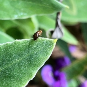 Steganopsis melanogaster at Aranda, ACT - 21 Sep 2022