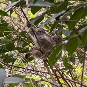 Acanthiza pusilla at Curtin, ACT - 21 Sep 2022