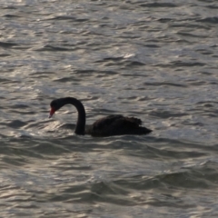 Cygnus atratus (Black Swan) at South Bruny, TAS - 19 Sep 2022 by Rixon